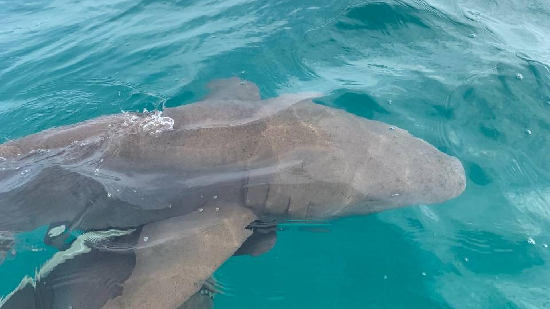 07X8V9rs2zm94eiGnexYKvKenuGQX4NDoFmibkCr