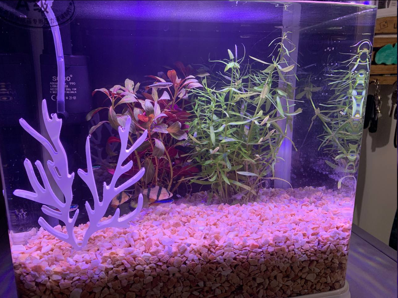 My fish tank that I bought and decorated.