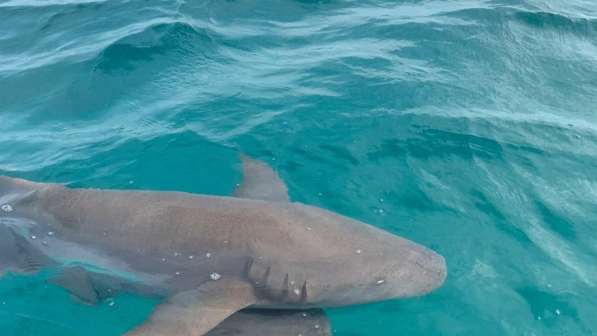 VPKqS52pkdpTzHHQE9olyJaNDtbE1cIELvc85KpL