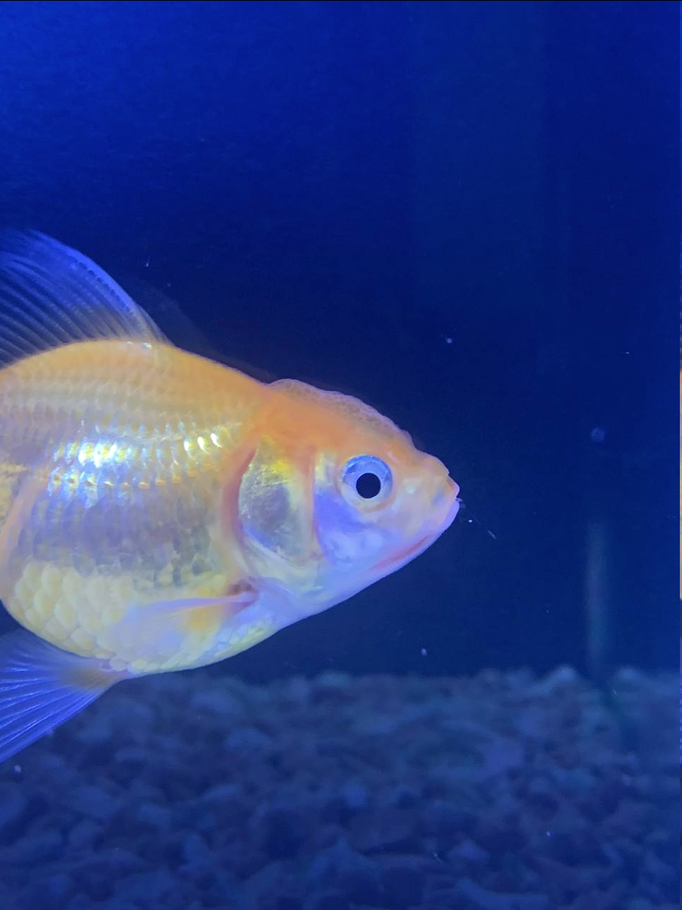 Frederick The Goldfish