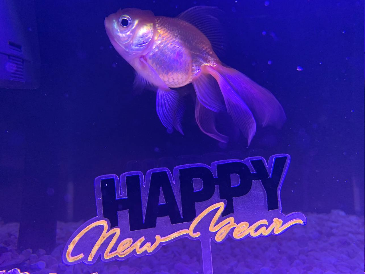 Happy New Year! ~ From: Frederick