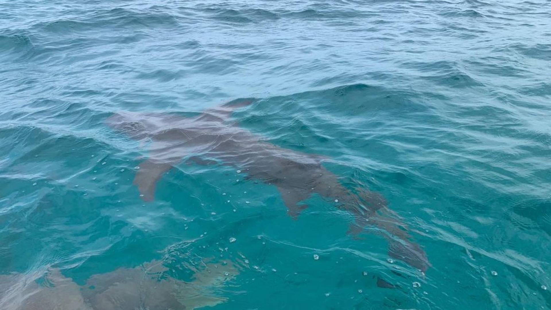 6WCFawfGmG9LdtxI59JVm4qtvNs7i8gs1HEUh0hw